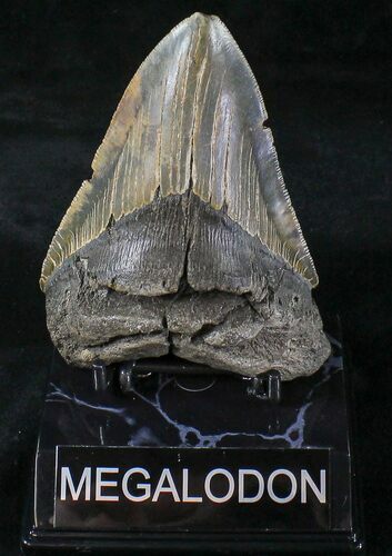 Serrated Megalodon Tooth - North Carolina #20805